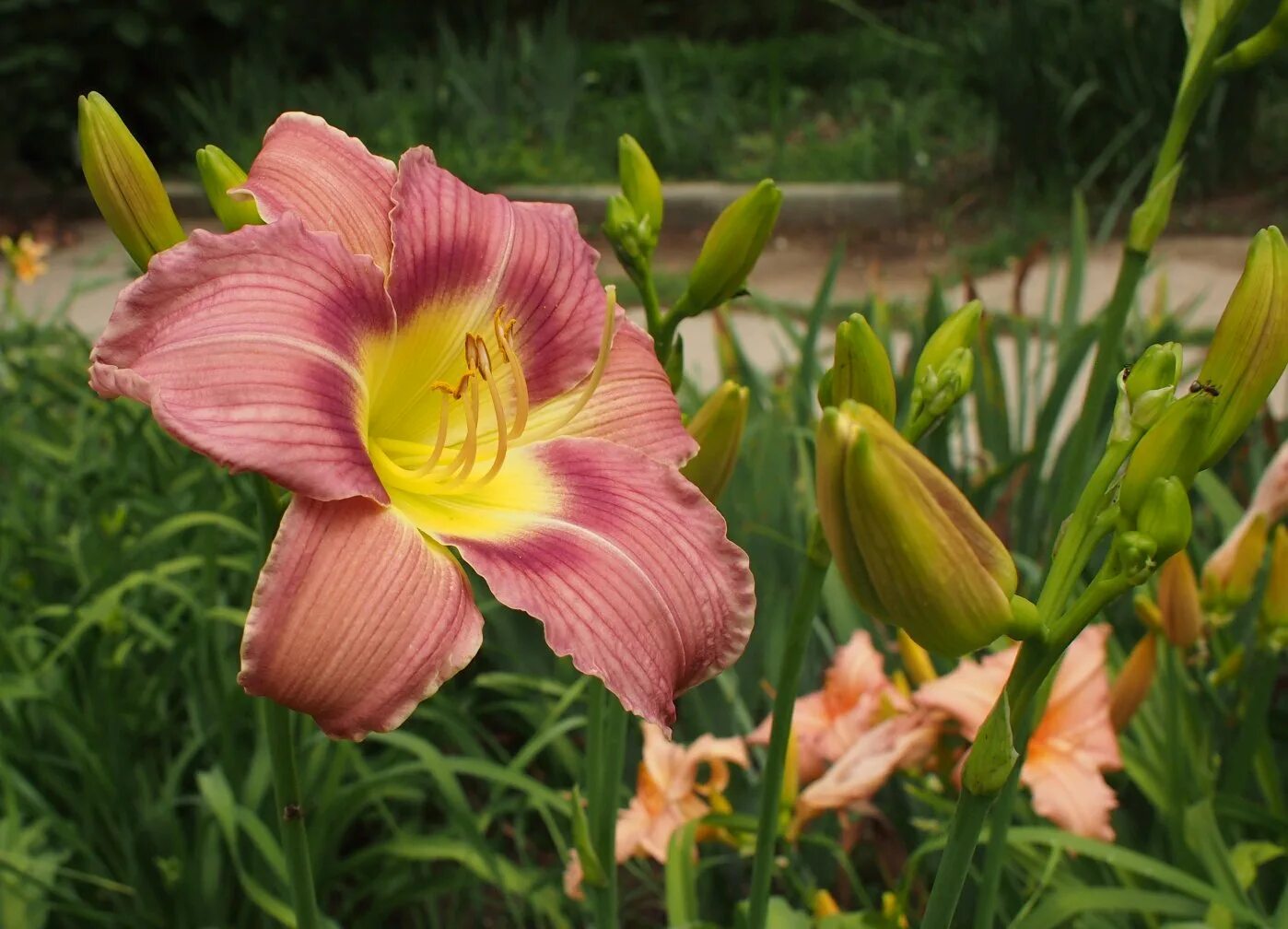 Хемерокалис цветок фото и описание выращивание. Лилейник гибридный Longfields Butterfly. Hemerocallis Serena Sunburst. Лилейник time Stopper. Лилейник гибридный (`Rainbow Candy`).