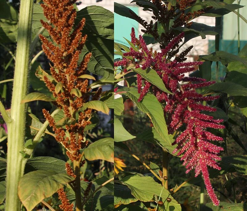 Амарант в пищу. Амарант цветок. Амарант хвостатый семена. Амарант хвостатый семена. Амарант у славян.