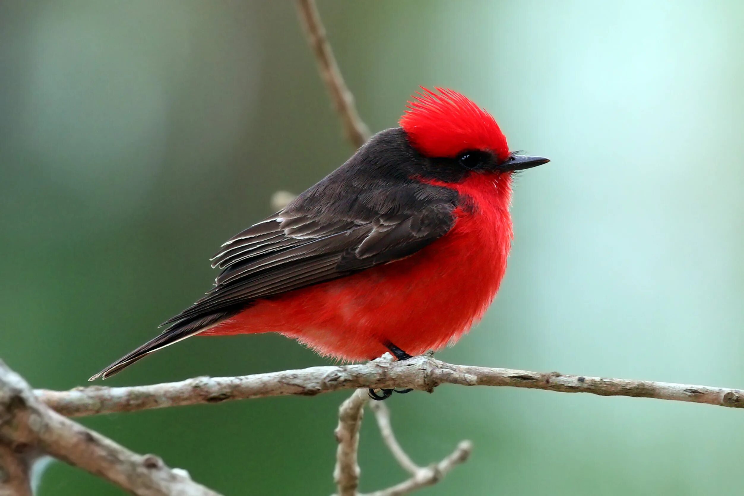 Группа красные птицы. Огненный мухоед птица. Двуцветная дроздовая мухоловка. Красная мухоловка птица. Мухоловка питоху.