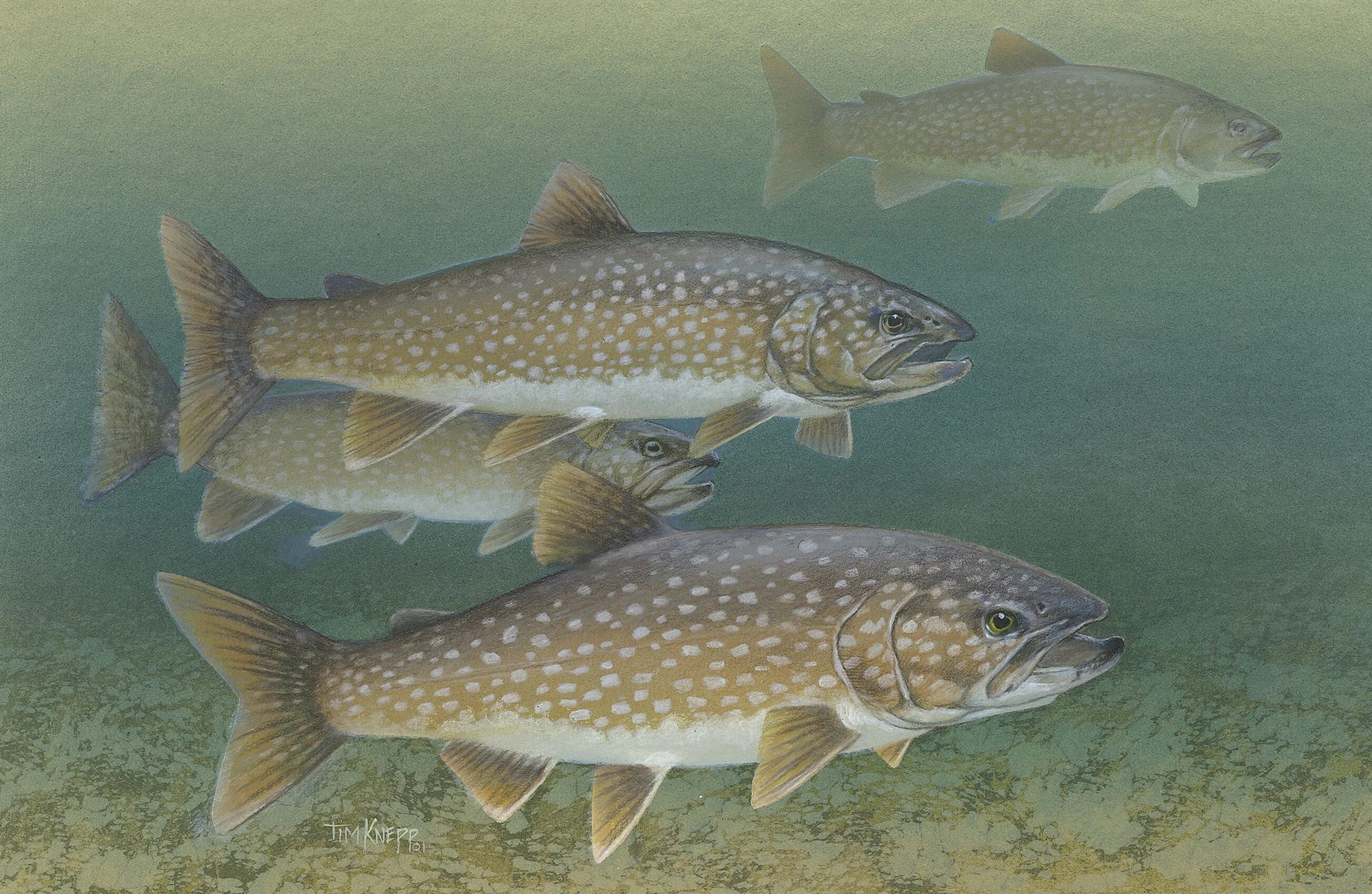 Красноперка озерная рыба. Рыба в реке. Озерная рыба. Озерная форель кумжа ручьевая. Хищные рыбы россии речные пресноводные.