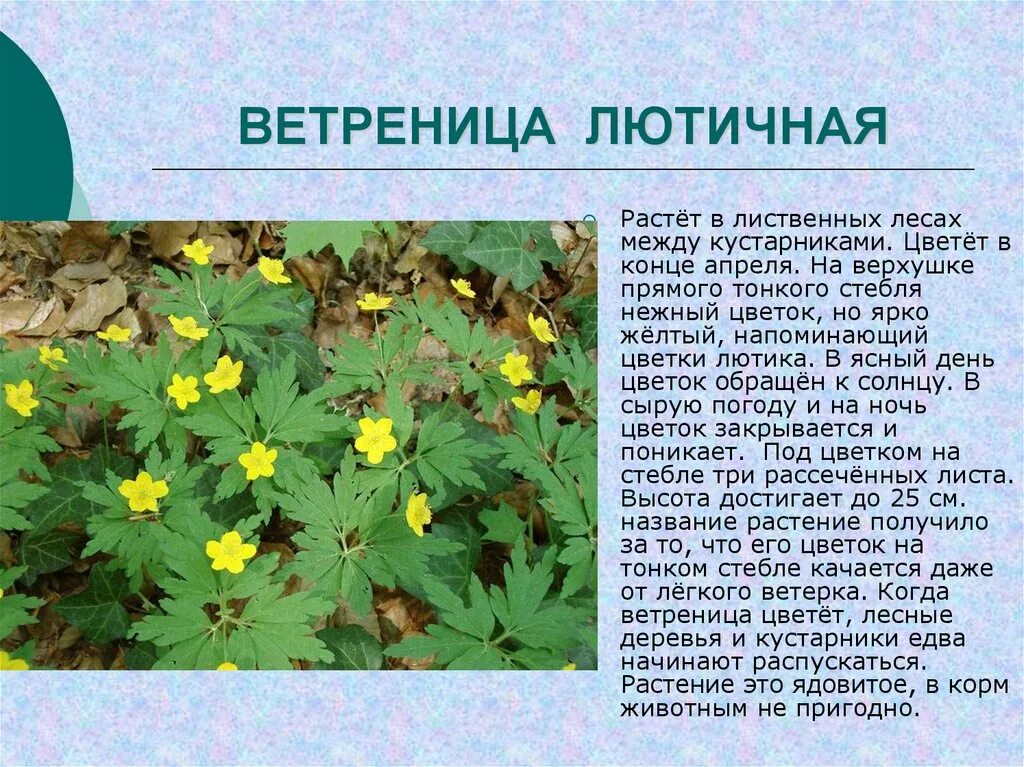 Ветреница лютичная. Растение ветреница лютичная. Ветриница людичная. Ветреница лютичная ядовитая. Красная книга ядовитое