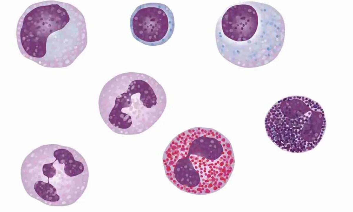 Neutrophil, a White Blood Cell Stock Illustration - Illustration of human, biolo