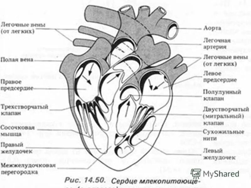 Обозначьте рисунок строение сердца. Структура сердца млекопитающих схема. Строение сердца животных анатомия. Строение сердца млекопитающих. Строение сердца человека схема.