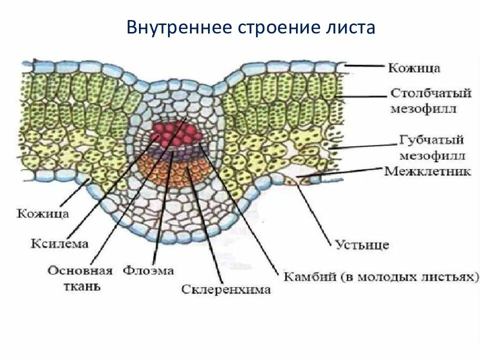 Данные поперечного среза. Поперечный срез листовой пластинки. Ткани растений поперечный срез листа. Поперечный срез жилки листа. Внутреннее строение листа ткани.