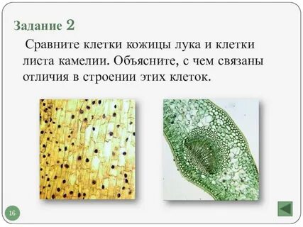 Лабораторная работа по биологии строение клетки вывод