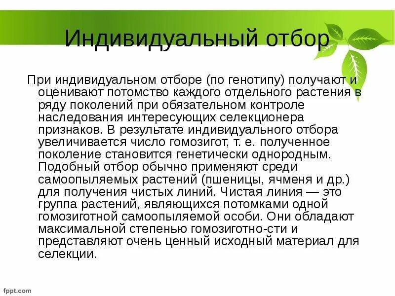 Методы селекции животных внутрипородное разведение. Гибридизация неродственная аутбридинг селекция животных. Индивидуальный отбор используется в селекции. Индивидуальный отбор в селекции растений. Методы селекции растений массовый отбор.