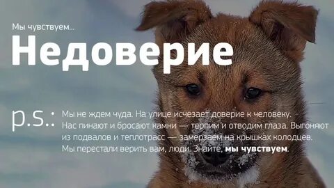 Почему собака не доверяет