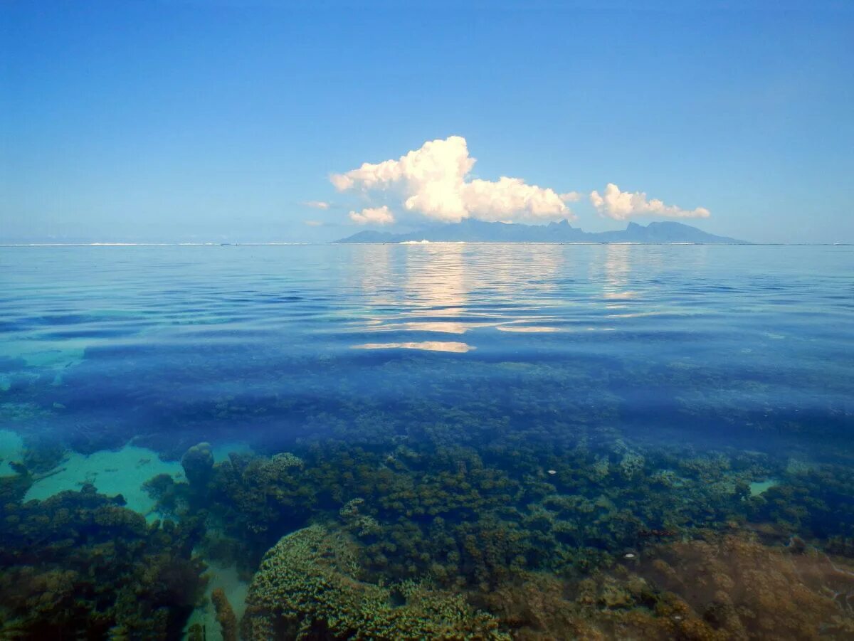 Морской заповедник Саут-Уотер-Кей,. Саргассово море. Саргассово море вид моря. Штиль в тихом океане. Безграничный океан