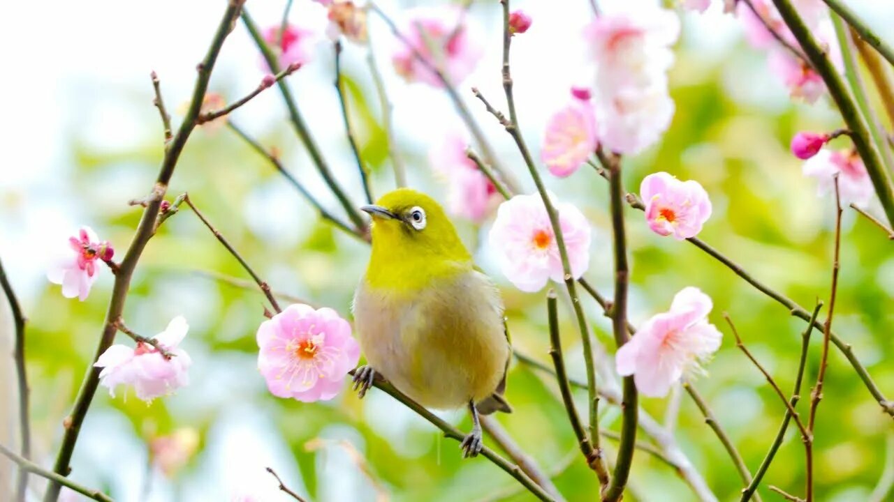 Картинка желтая птичка на розовом фоне. Спокойная музыка с пением птиц. Желтые птицы и Сакура заставка на телефон. Красивый фон музыка танец пение птиц природа.