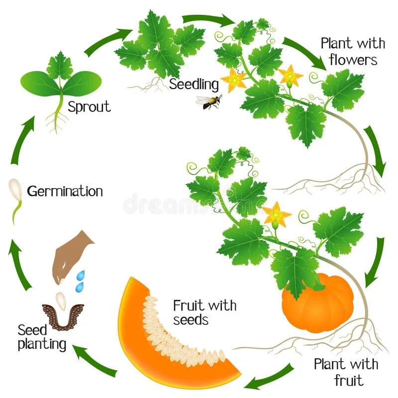 Цикл развития тыквы. Жизненный цикл тыквы. Жизненный цикл тыквы семечка. Этапы развития тыквы.