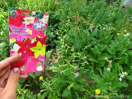 Какие семена у душистого табака