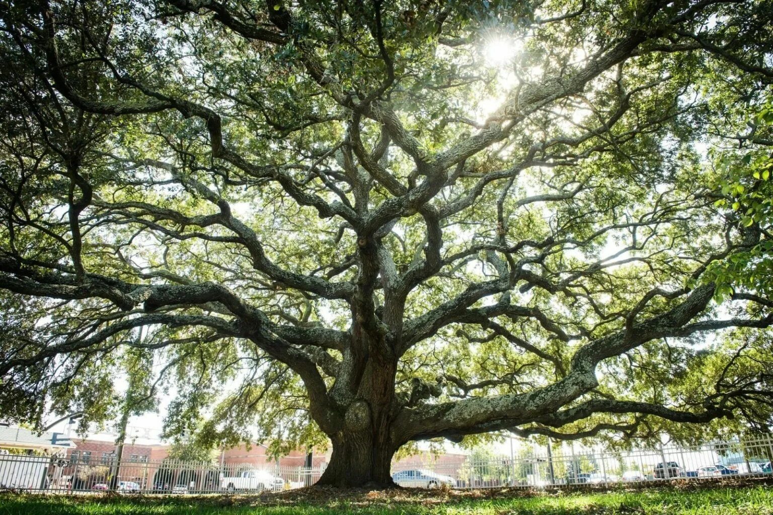 Дерево ис. Large Tree. Liberty Tree. . A large, Dead Oak Tree is located next to the House..