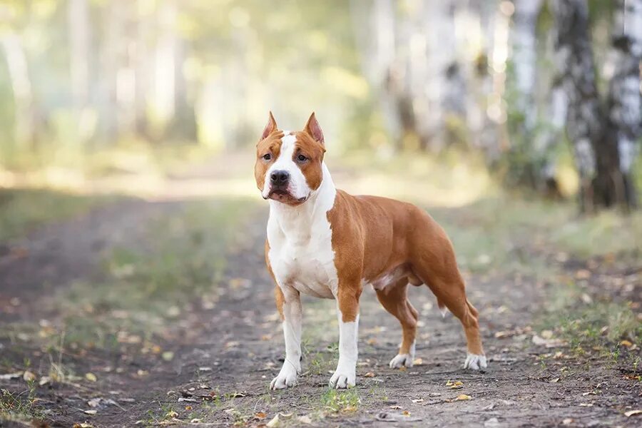 американский стаффордширский терье. амереканский сьарфпрштрский тербер. американский стаффордширский терьер. Anime staff омск. амстафф амстафф.