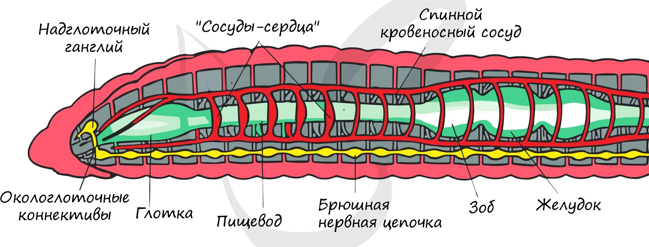 Тип кольчатые черви строение тела. Внутреннее строение кольчатого червя рисунок. Кольчатые черви схема строения. Схема продольного разреза дождевого червя. Рисунок строения червя