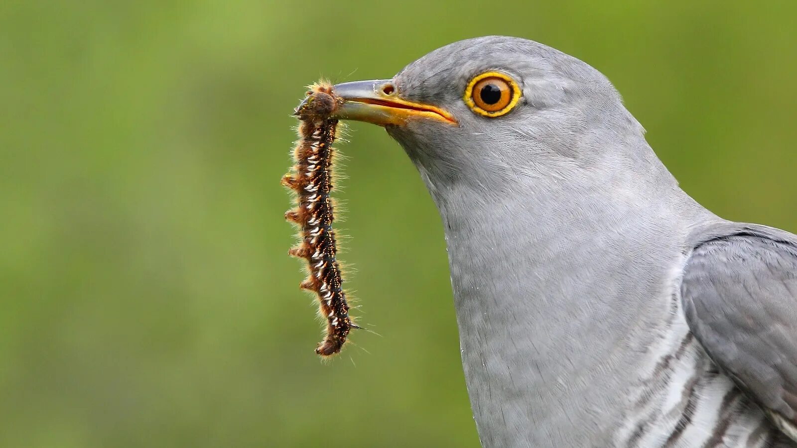 Пение птицы 5 букв. Кукушка. Кукушка звук. Cuckoo Moray. Common Cuckoo Bird.