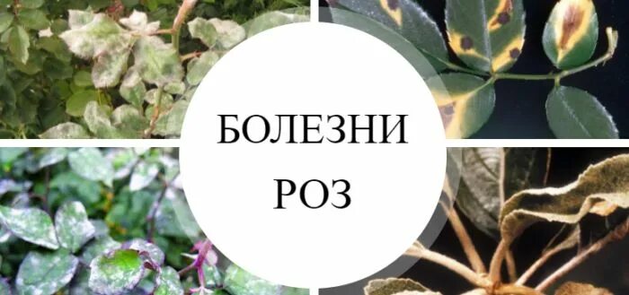 Борьба с болезнями и вредителями роз / Статьи / FloraPedia.ru - Энциклопедия рас