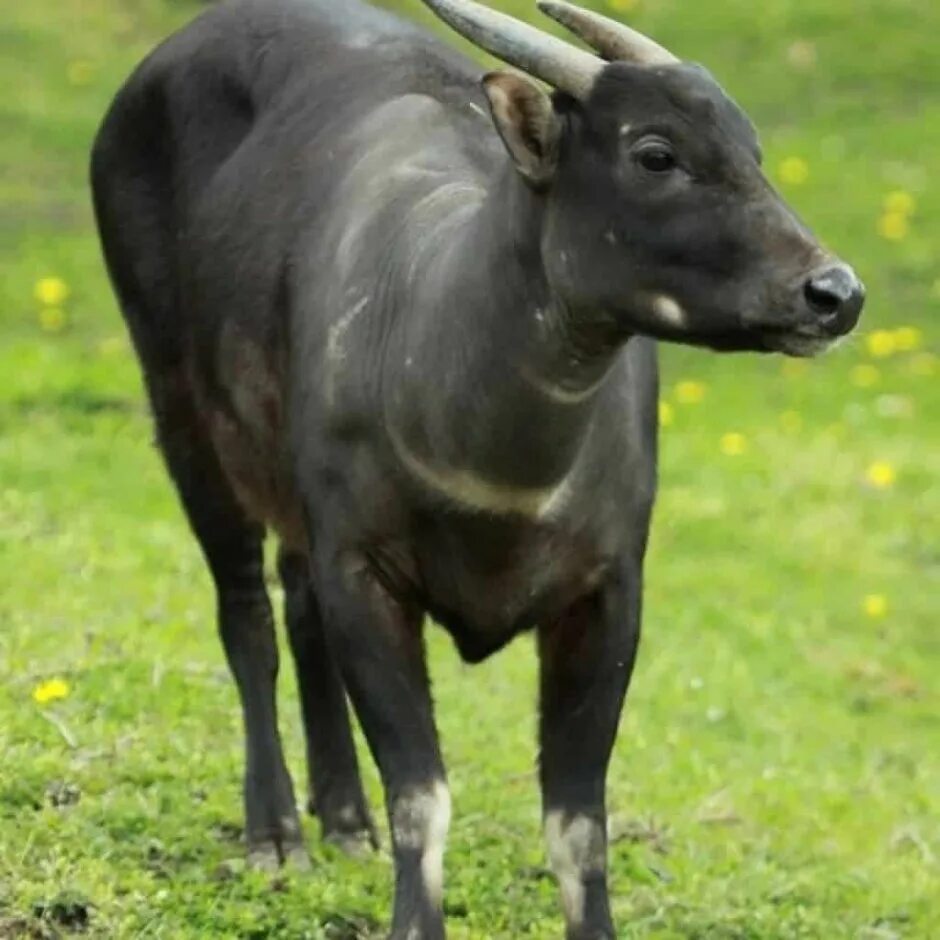 Карлик среди буйволов 4. Аноа буйвол. Карликовый бык аноа. Кентус карликовый буйвол. Равнинный аноа.