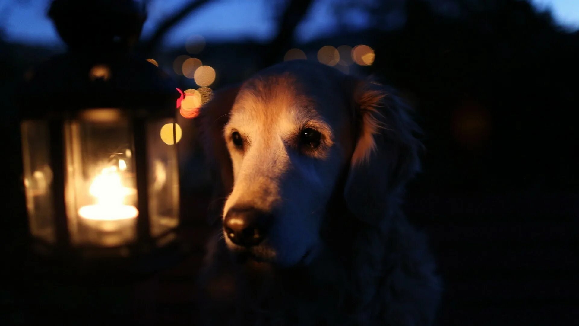 Dog light