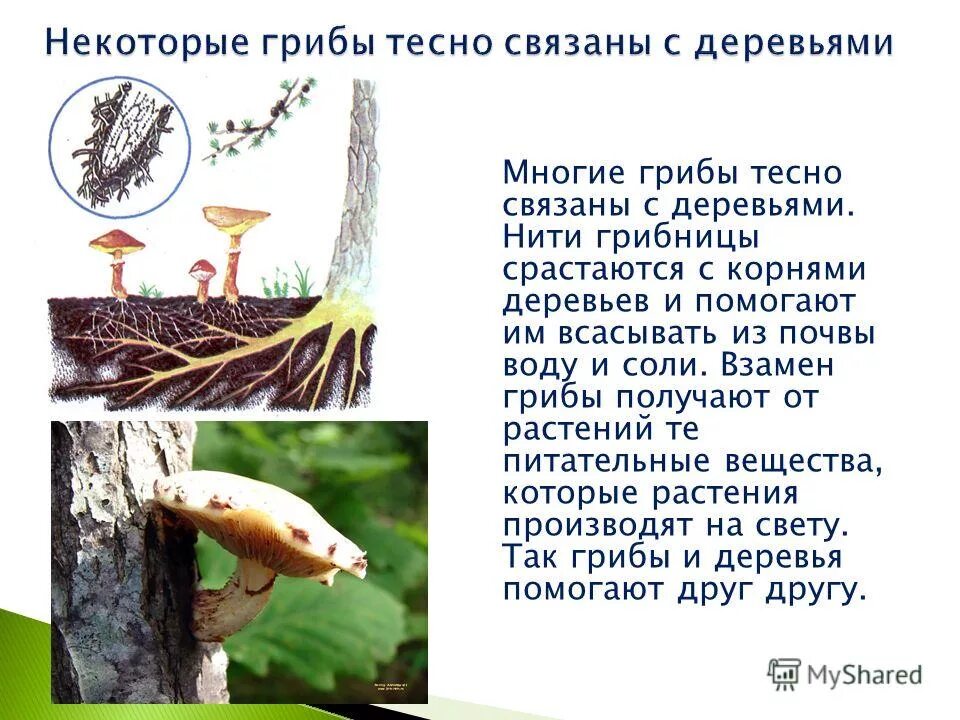 Корни деревьев от грибов получают. Нити грибницы срастаются с корнями деревьев. Нити грибницы сплетаются с корнями. Взамен грибы получают от деревьев дополни. Взамен грибы получают от деревьев дополни.