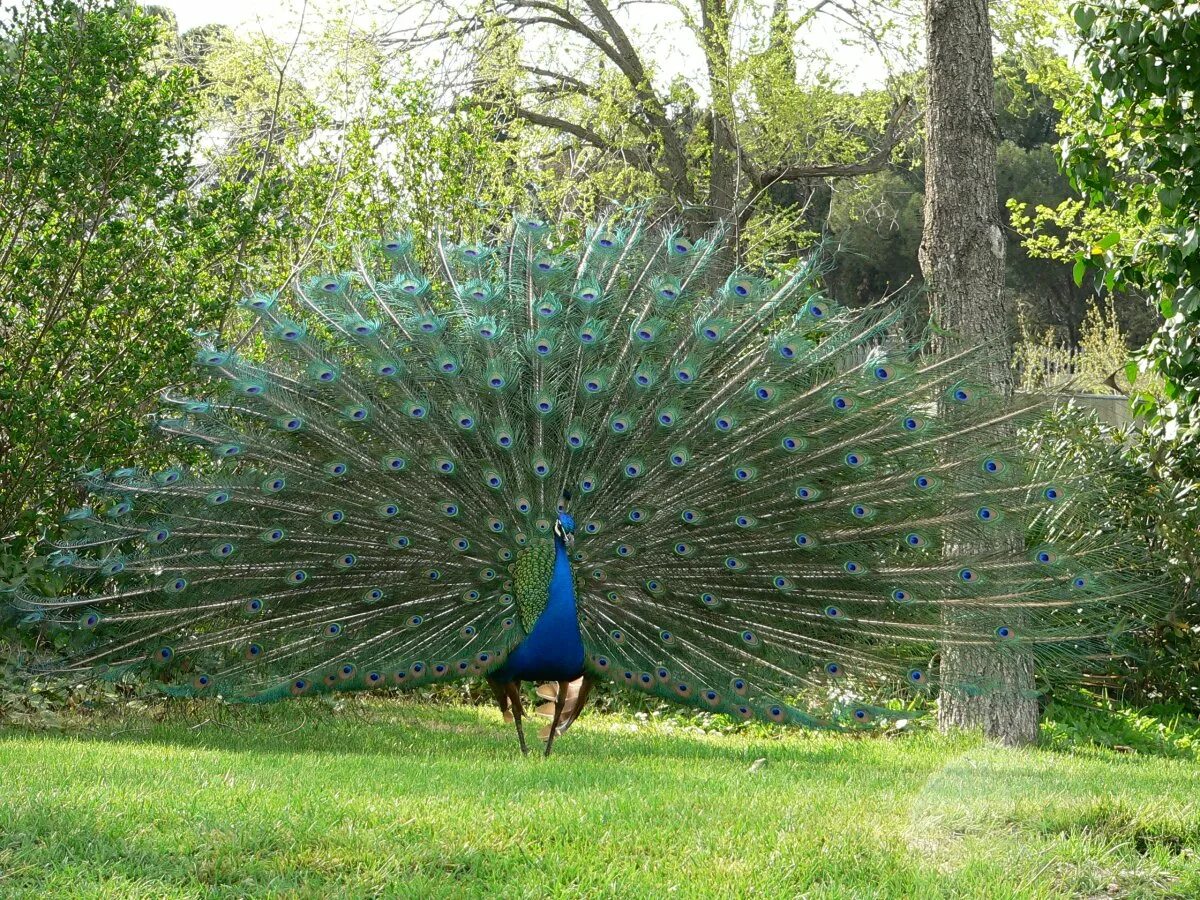 Где живут павлины. Павлин (Pavo cristatus). Индокитайский Павлин. Павлин Королевский зеленый. Вриндаван Павлины.