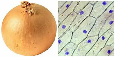Брежневтің Вера Кити