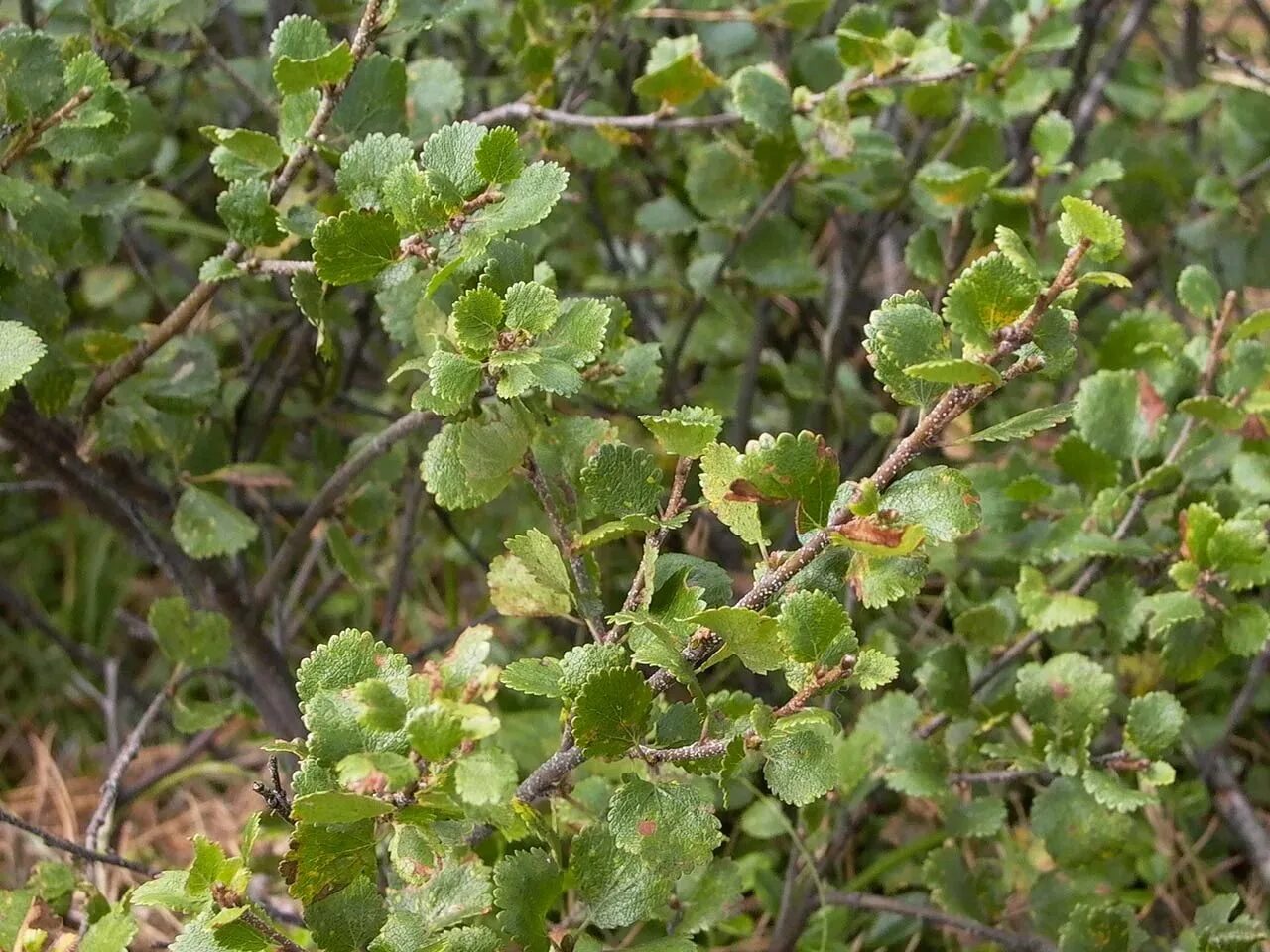 Карликовая береза кустарник. Береза карликовая Betula Nana. Береза карликовая Голден Треже. Карликовая берёза в тундре.