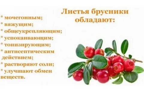 Для чего полезна брусника