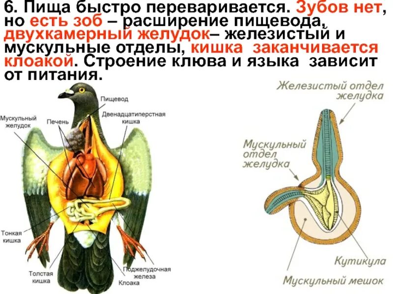 Пищевод зоб. Отделы клоаки у птиц. Клоака у птиц строение. Клоака птиц анатомия. Что такое клоака у птиц и пресмыкающихся.