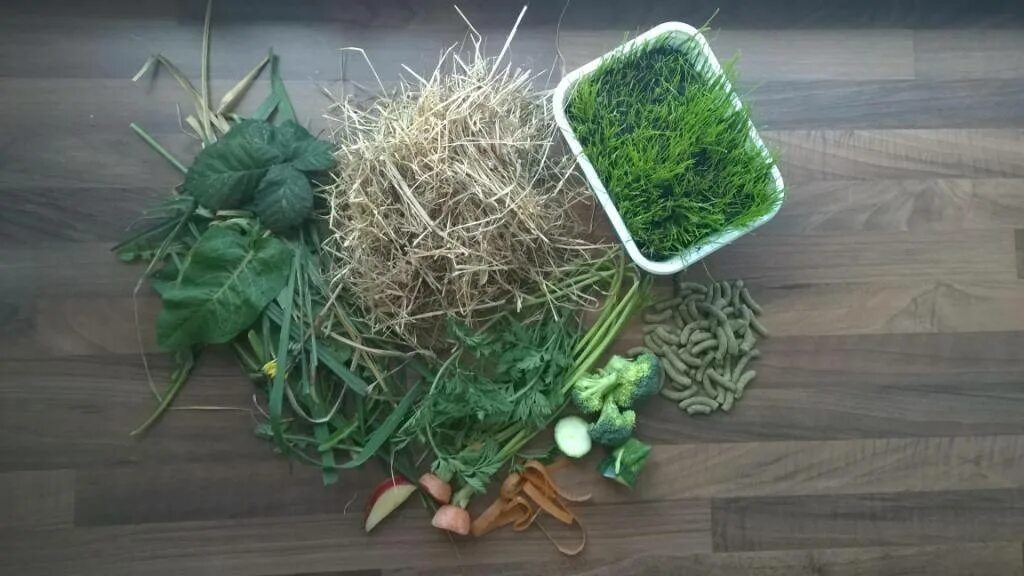 Можно ли кроликам редиску. Зеленые корма для кроликов. Вреден ли морковник для кроликов трава. Можно ботву моркови кроликам. Морковная ботва трава купить.