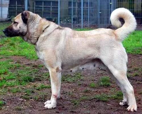 @anadolu_kangal04 on Instagram: "Hangi isim yakışır bu aslana . @anadolu_kangal0