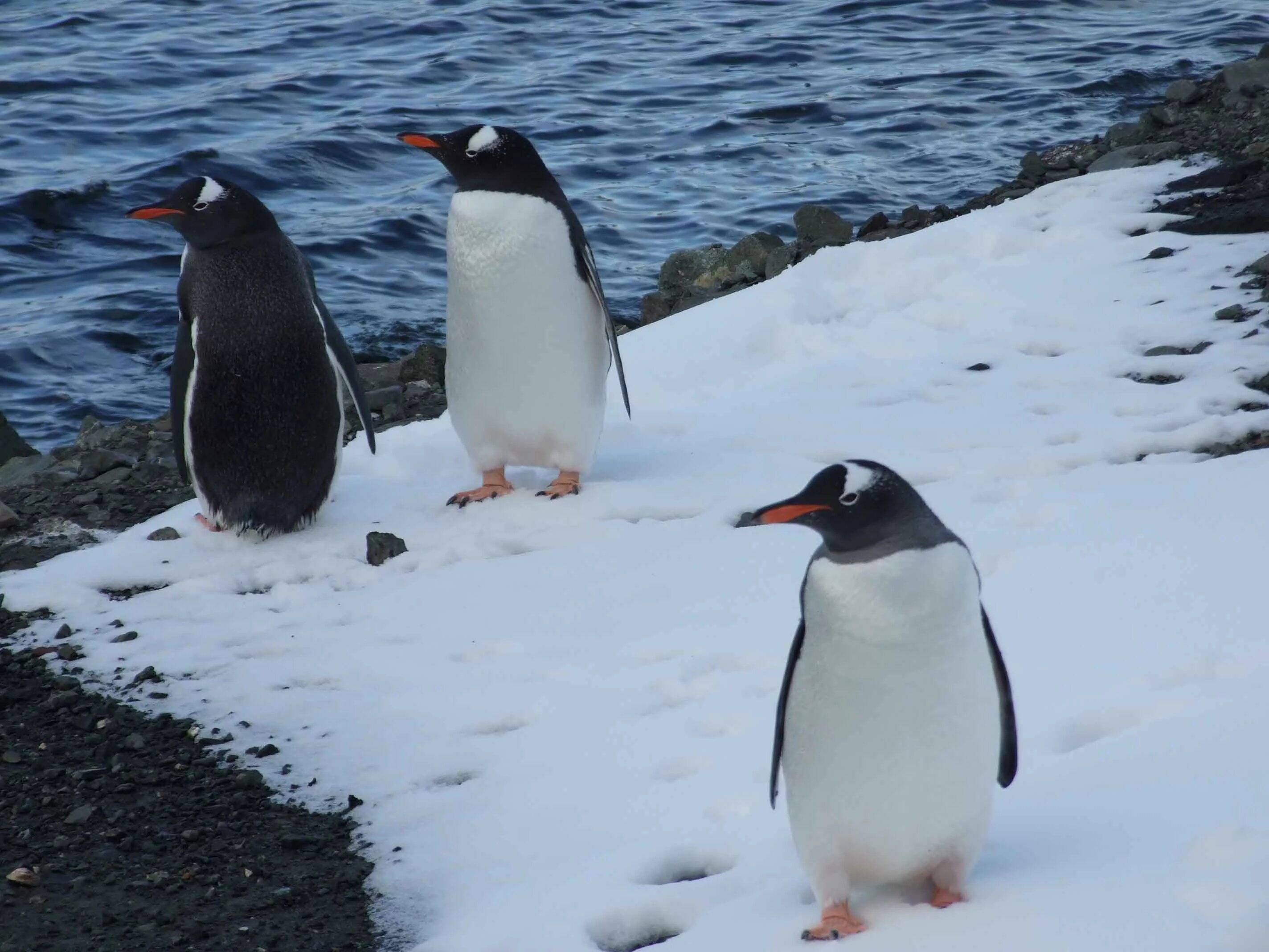 Три пингвина расписание. Пингвины. Три пингвина. Пингвиновые 3. Пингвины на полярной станции.