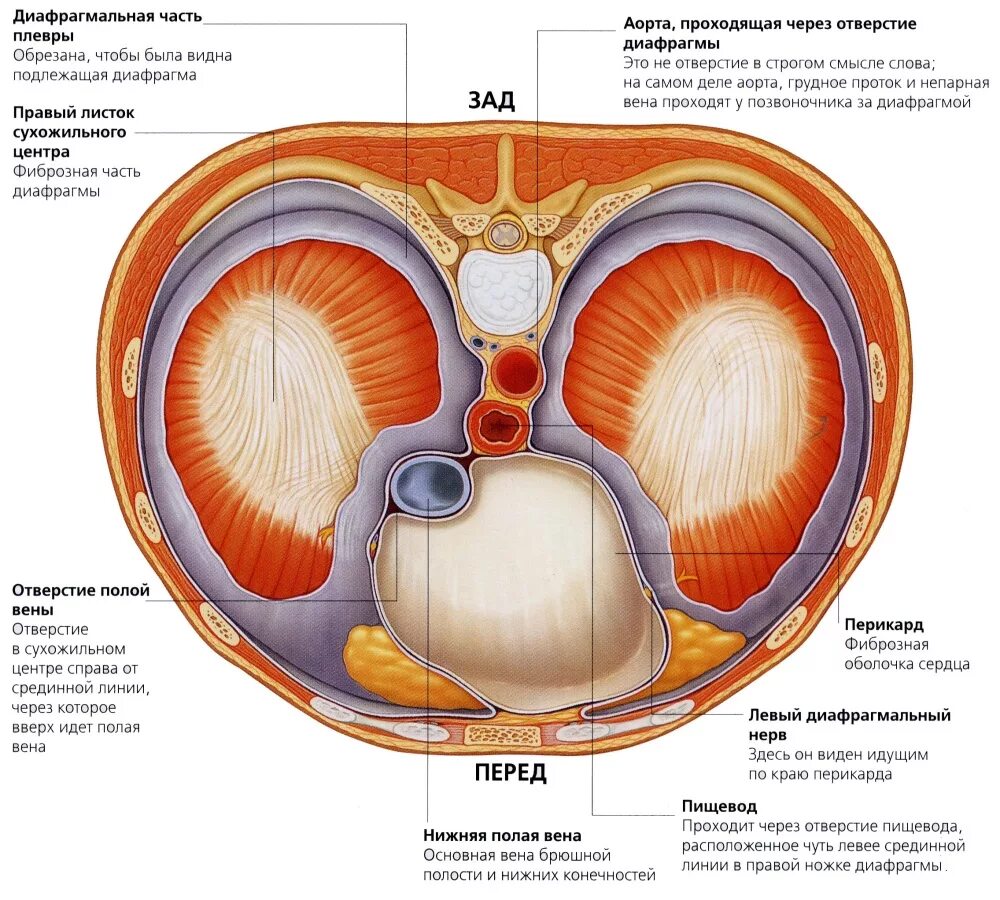 Мышцы диафрагмы грудной клетки анатомия. Диафрагма анатомия человека мышцы. Послойное строение диафрагмы. Диафрагма анатомия Неттер. Грудное отверстие