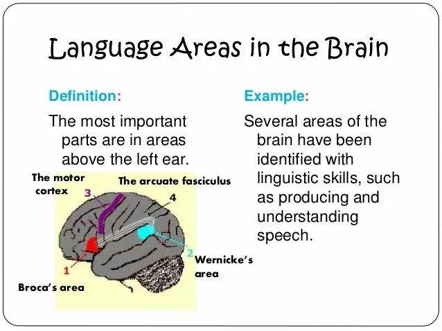 Brain languages. Language areas in the Brain. Speech Brain. Brain Definition. Language areas in the Brain MRI.