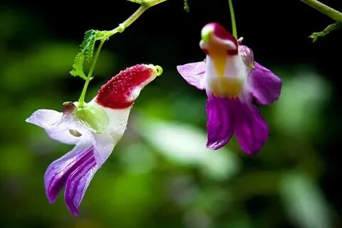 Saint avangeline your rarest of flowers