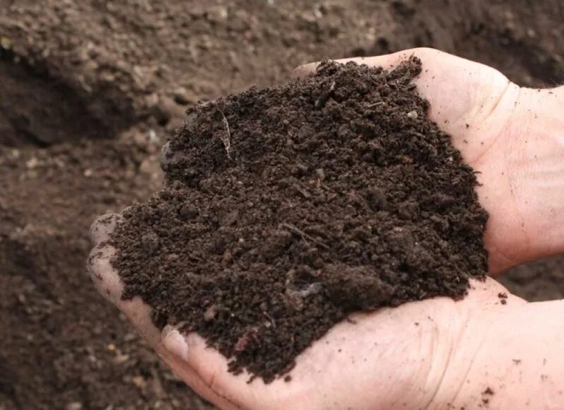 Повышением плодородия земли. Плодородный суглинистый грунт.. Суглинистая почва. Плодородные суглинистые почвы. Чернозем суглинок.