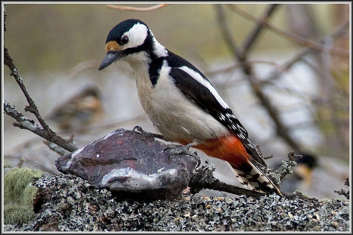 Черная птичка с белой грудкой. Маленькая птица с белой грудкой. Черноголовый чекан насекомоядные. Черноголовый чекан горихвостка. Мухоловка-пеструшка певчая.