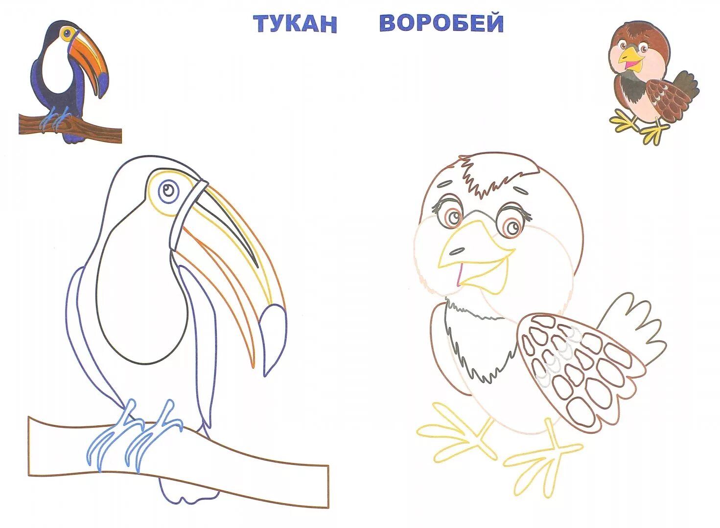 Как раскрашивать птицу. Птицы. раскраска. раскраска птицы с образцом. раскрась птицу по образцу. птицы раскраска цветная.