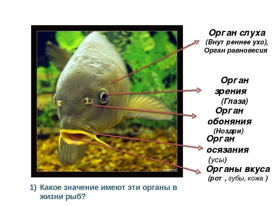 Орган слуха у рыб ухо