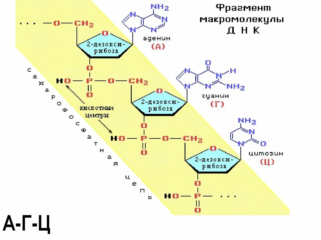 Адениновых нуклеотидов. Фрагмент ДНК формула. Строение макромолекулы ДНК. Фрагмент макромолекулы ДНК. Строение фрагмента РНК.