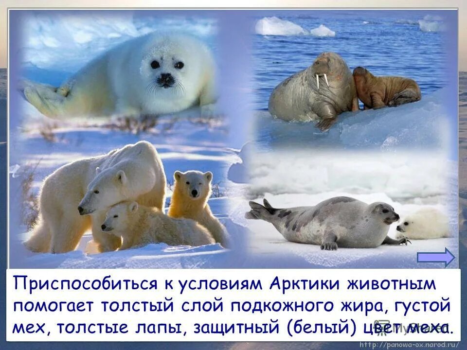 как животные приспособились в холодных районах. животный мир холодных районов россии. необычные животные холодных районов. самые интересный факты о тюленях. адаптация животных в арктике.