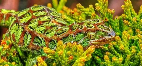 Мимикрия хамелеона 10