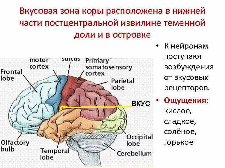 Обонятельные зоны мозга. Вкусовой центр в коре головного мозга. Центры вкусового анализатора в коре больших полушарий. Вкусовой анализатор центры анализатора в коре больших полушарий. Отделы головного мозга зоны коры больших полушарий головного мозга.