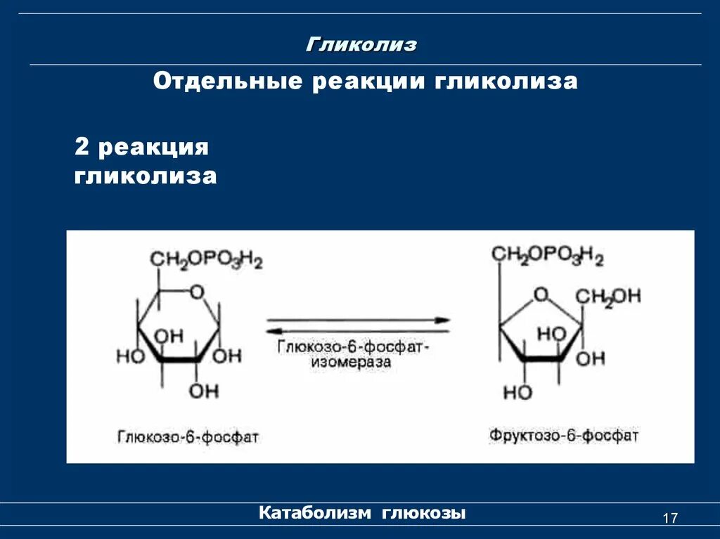 Гликолиз последовательность реакций. 2 Этап гликолиза реакции. Реакции лимитирующие скорость гликолиза. Гликолиз 2 этап биохимия. Гликолиз реакции биохимия.