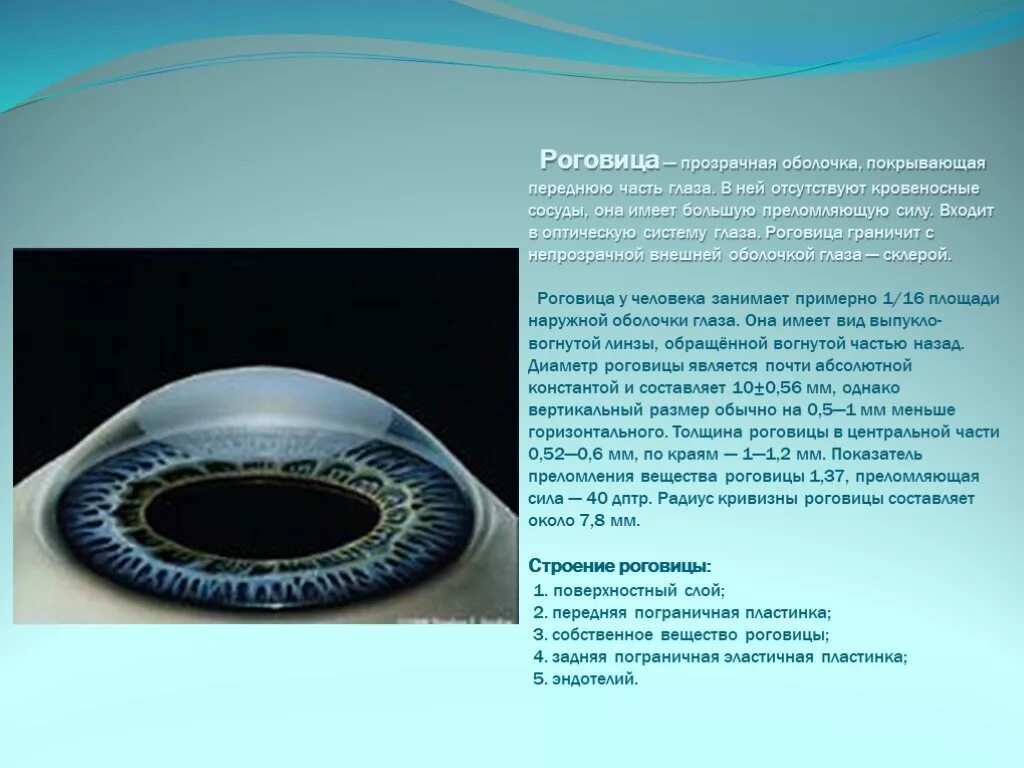 Передняя часть белочной оболочки глаза. Строение роговицы глаза. Оболочки глазного яблока белочная. Прозрачная наружная оболочка глаза. Строение глазного яблока склера.