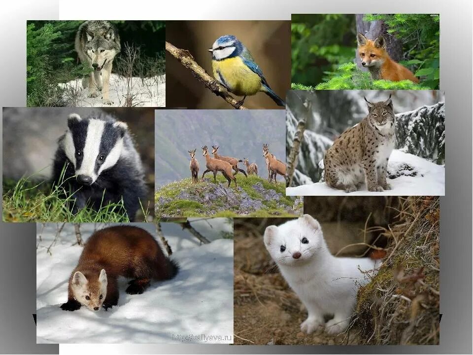 Органический мир лесов. Животный мир умеренного пояса. Растения и животные умеренного пояса. Умеренный пояс животные. Животные лесов умеренной зоны.