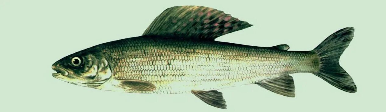 Рыба которая водится в беларуси. Рыбы беларуси. Кубанский усач рыба. Европейский хариус. Речная рыба беларуси.