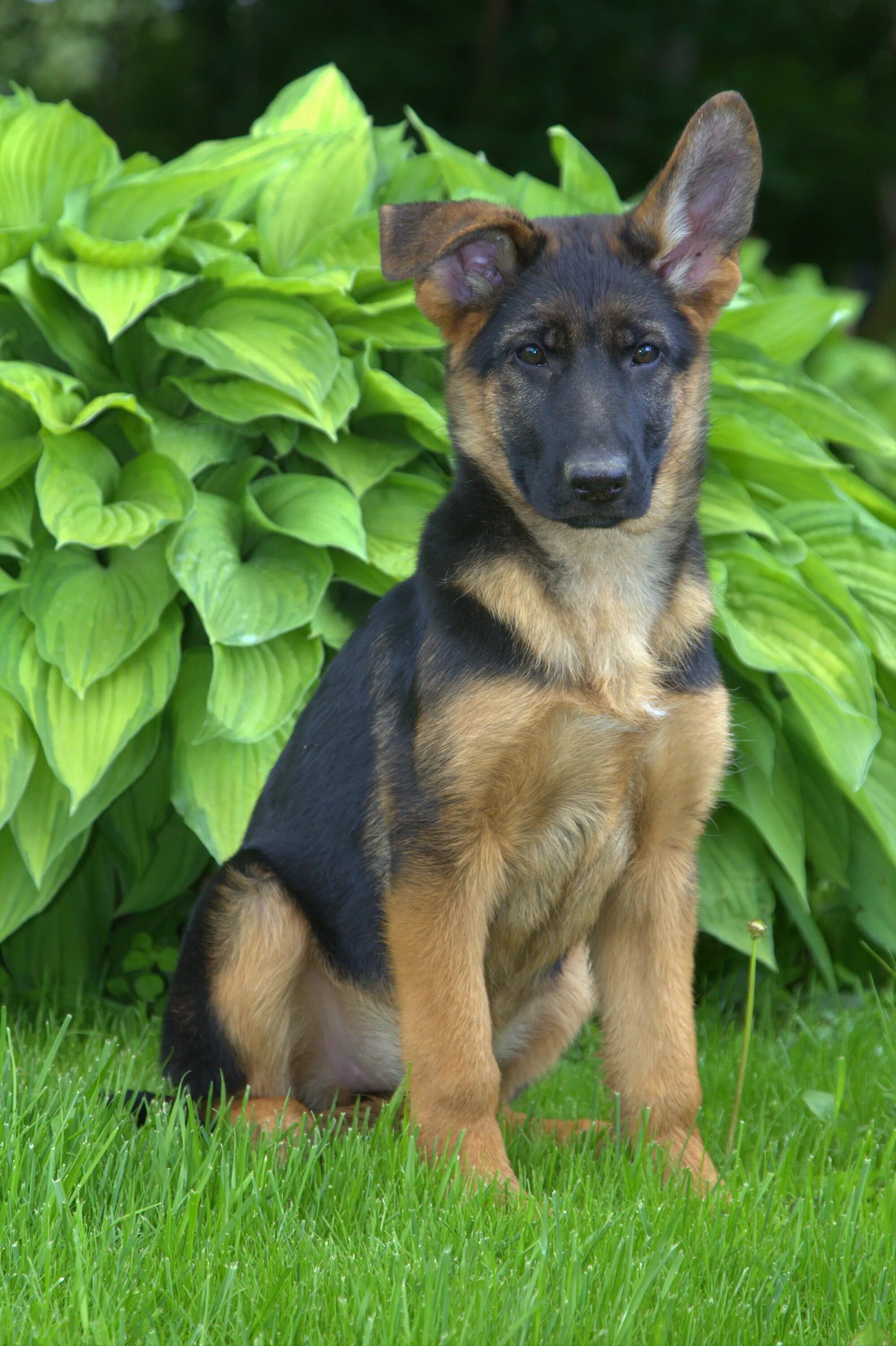 овчарки немецкие овчарки бель. собака немецкая овчарка. немец овчарка. немецкая овчарка. породы собак немецкая овчарка.