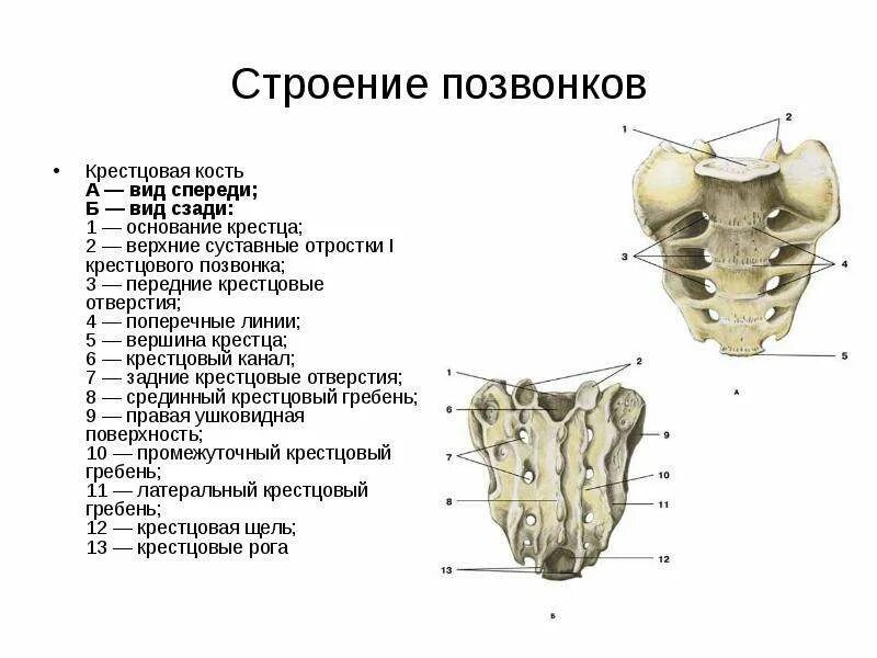 Строение крестца и копчика человека. Строение крестца вид спереди. Крестцово-копчиковый отдел позвоночника анатомия. Латеральный крестцовый гребень.