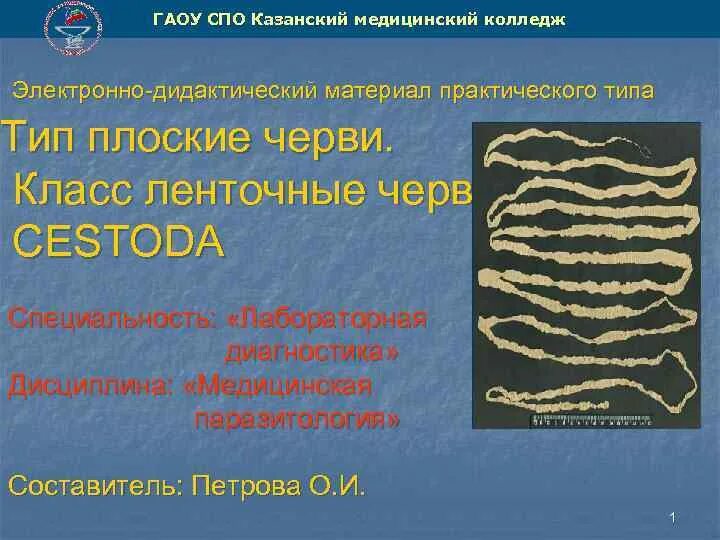 Тип ленточные черви представители. Тип ленточные черви представители