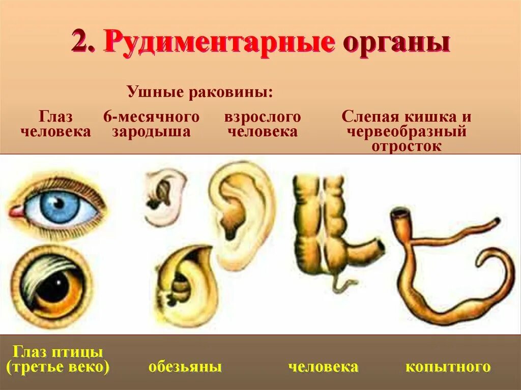 Атавизмы определение. Рудиментарные органы животных. Рудиментарные органы пример. Рудиментарные органы пример доказательств.